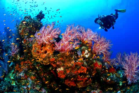 Kusadasi Diving Experiance