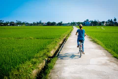 from hoi an interactive rice farming tour