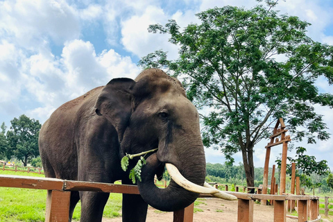 Depuis Delhi : Lever de soleil sur le Taj Mahal et excursion de conservation des éléphantsCircuit tout compris