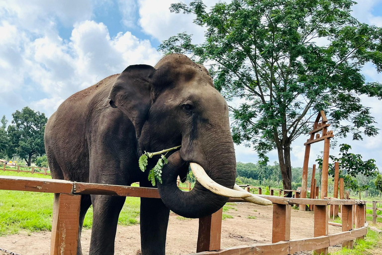 Depuis Delhi : Lever de soleil sur le Taj Mahal et excursion de conservation des éléphantsCircuit tout compris