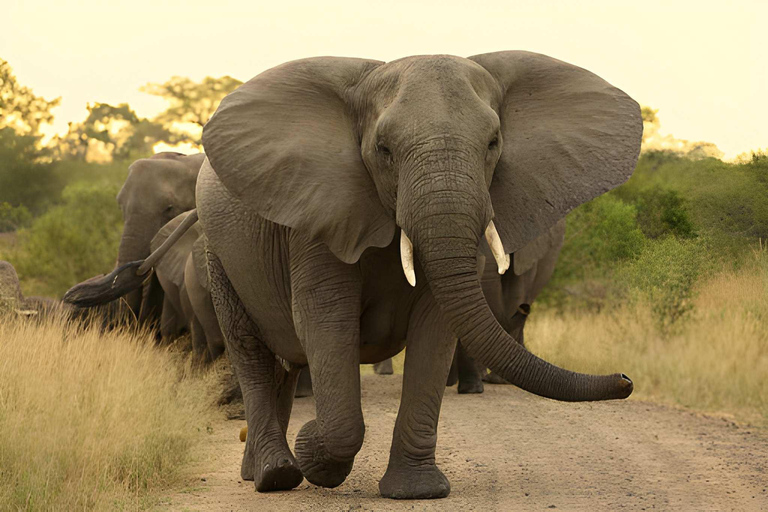 2 days safari Tarangire &Ngorongoro crater (private/joining) 2 days safari Tarangire &Ngorongoro crater (joining-camping)