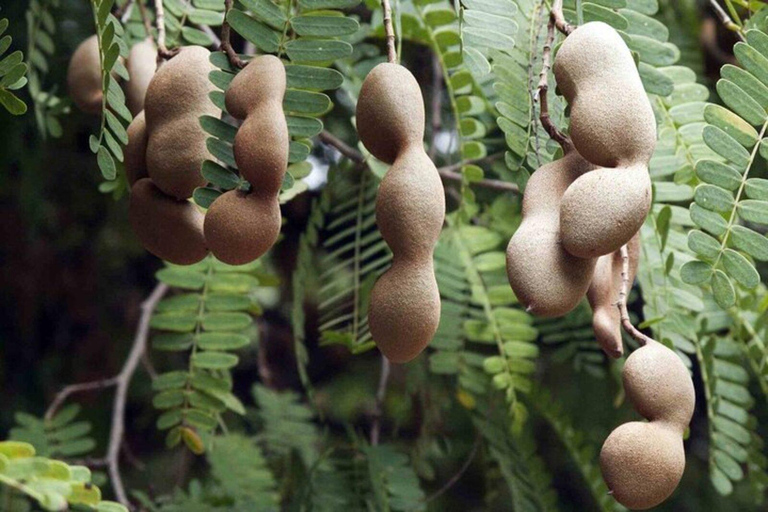 Lima Exotic Fruit Tasting: A Journey Through Peru’s Fruits Shared Group Tasting Session