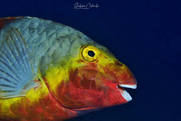 Excursão guiada de mergulho com snorkel em Playa ChicaPasseio guiado de mergulho com snorkel em Playa Chica