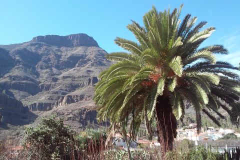 Gran Canaria: 8-timers avslappende onsdagstur fra Las Palmas