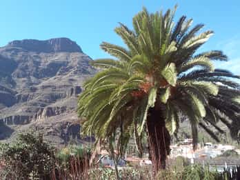 Las Palmas: 8-Hour Gran Canaria Island Highlights Tour