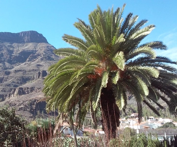 Las Palmas: 8-Hour Gran Canaria Island Highlights Tour