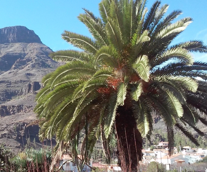Las Palmas: 8-Hour Gran Canaria Island Highlights Tour