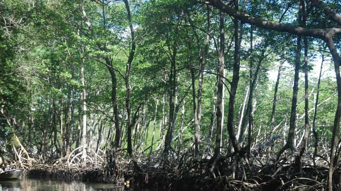 los haitises national park tour
