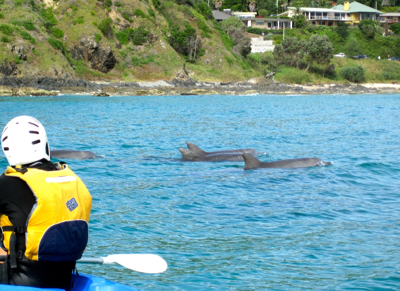 Byron Bay: Havkajaktur med delfiner og skildpadder