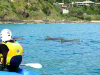 Byron Bay, tour in kayak marino con delfini e tartarughe - Housity