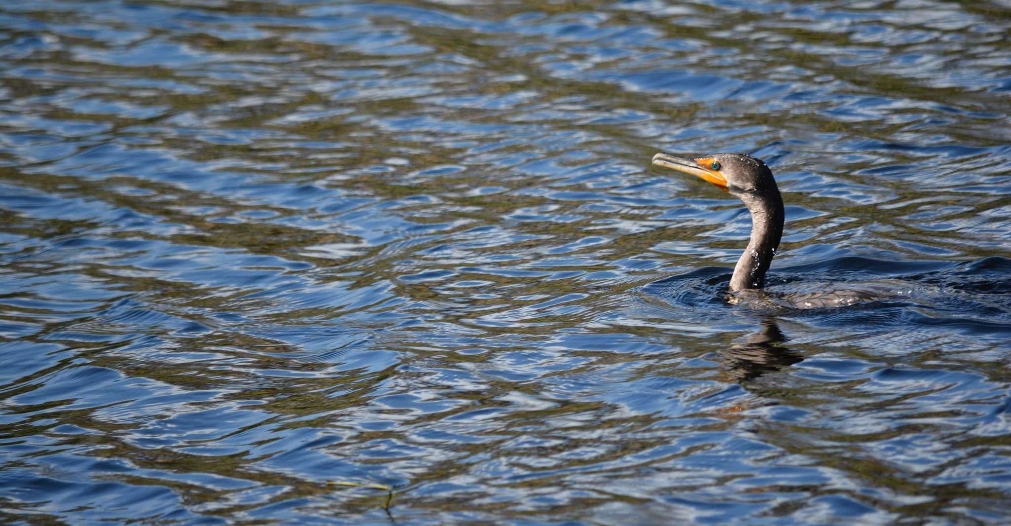 Crystal River, Manatee Viewing Cruise - Housity