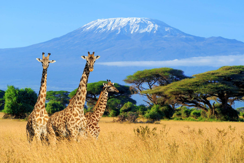 Moshi ou Arusha : excursion de 4 jours avec les Hadzabe, les Maasai et les KaheMoshi ou Arusha : excursion de 4 jours avec les Hadzabe, les Massaï et les Kahe