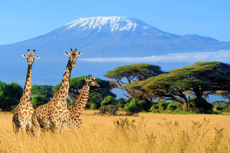 Moshi ou Arusha : excursion de 4 jours avec les Hadzabe, les Maasai et les KaheMoshi ou Arusha : excursion de 4 jours avec les Hadzabe, les Massaï et les Kahe