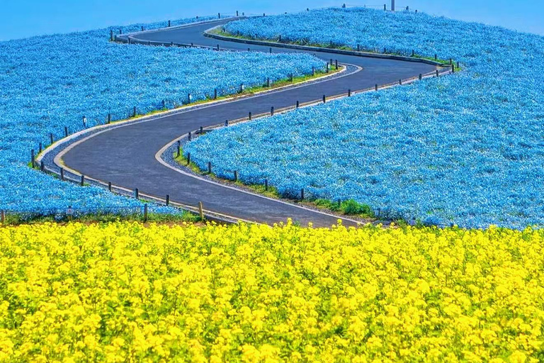 Tokyo : Hitachi Coastal Park & Adachi Wisteria Lighting Tour