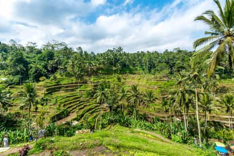 Ubud and Tanah Lot Guided Private Tour in German