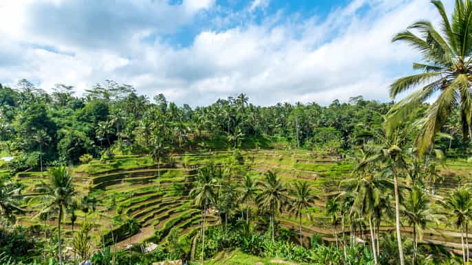 ubud and tanah lot guided private tour in german