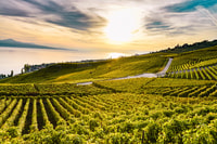 De Ginebra, Swiss Riviera Tour - Housity
