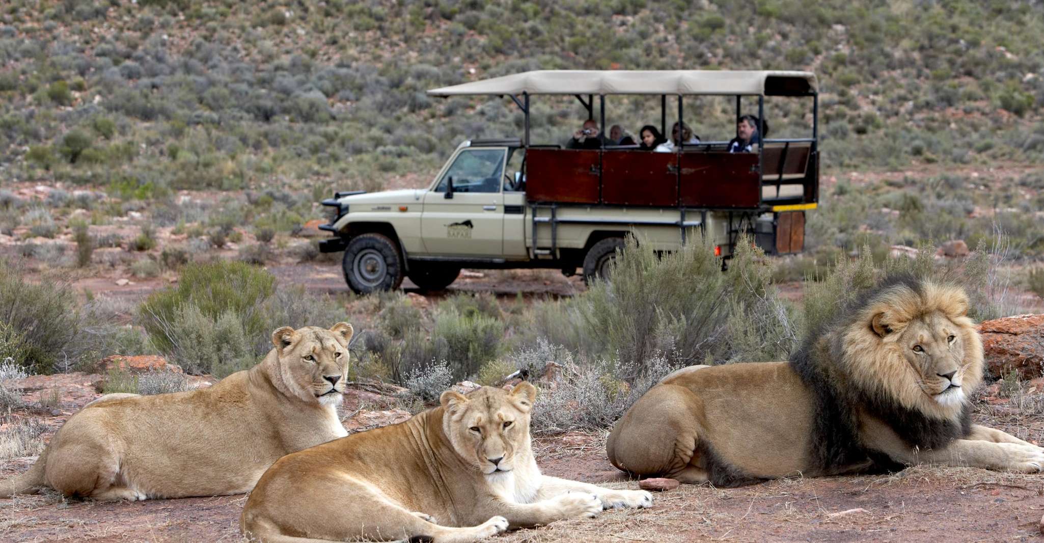 Aquila Game Reserve, Afternoon Safari