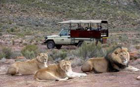Aquila Game Reserve: Afternoon Safari
