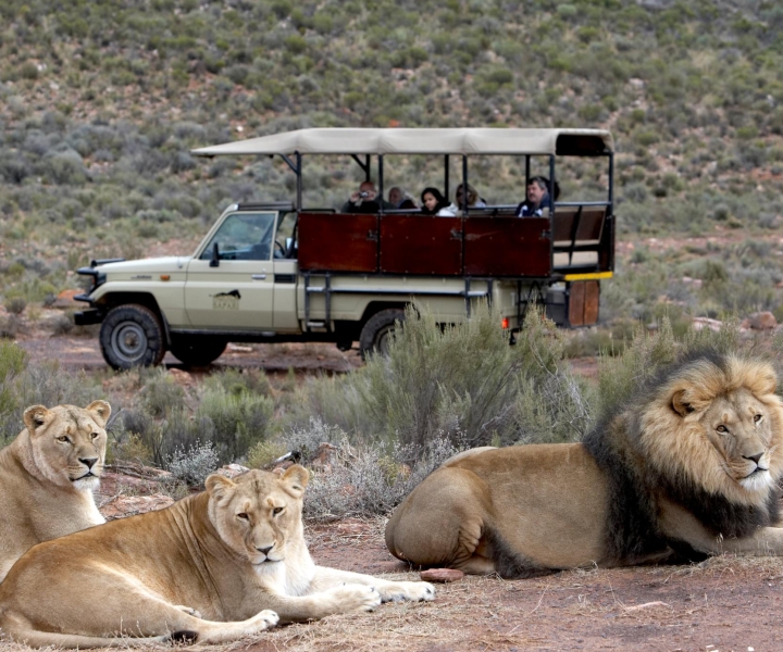 Aquila Game Reserve: Pomeriggio Safari