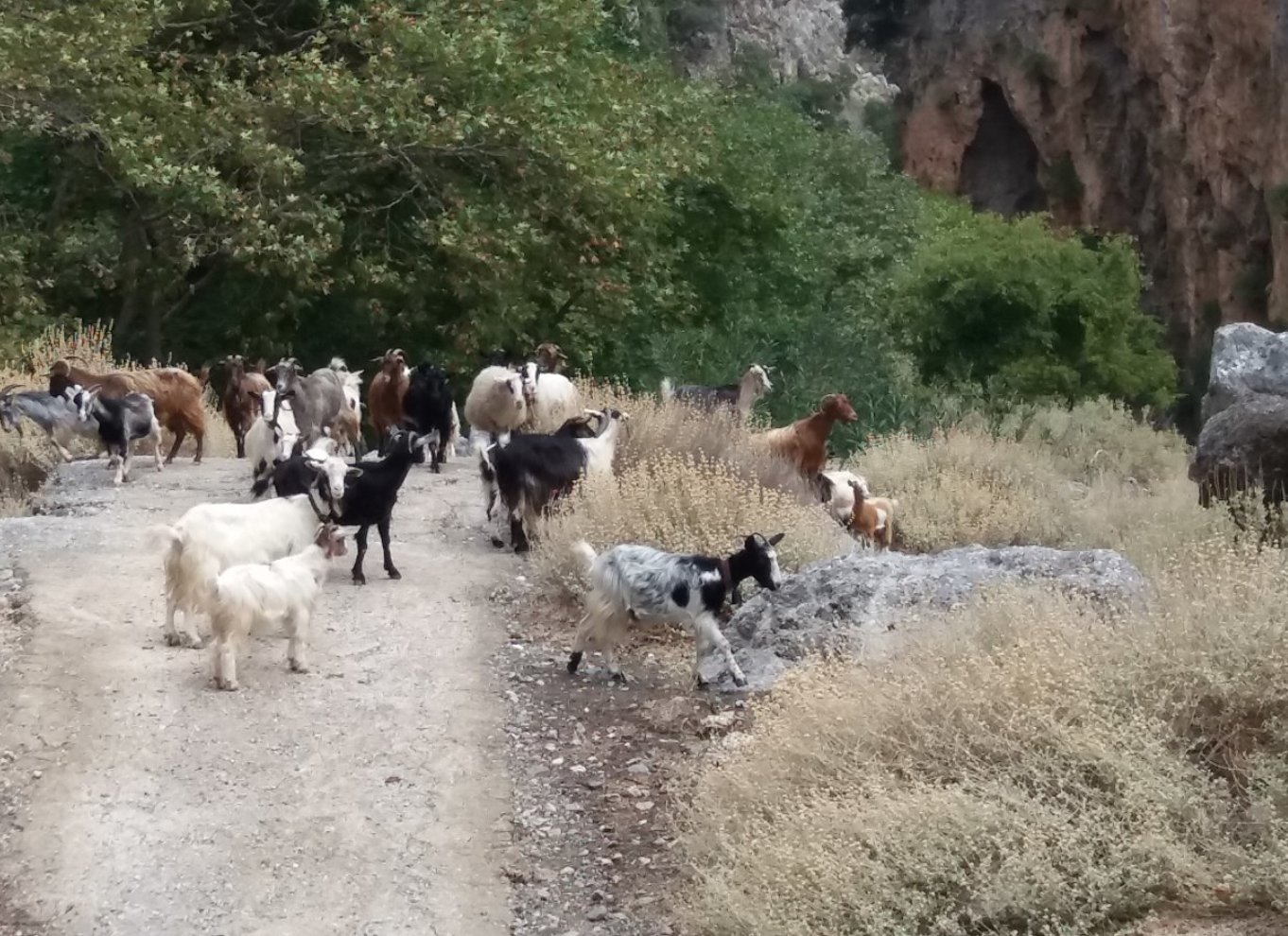 Chania: Milia-bjergtur med frokost og olivenolie/vinsmagning
