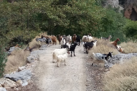 Chania: Excursão à montanha Milia com almoço e degustação de azeite de oliva e vinho