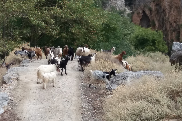 Chania: degustacje oliwy z oliwek i wina - wycieczka safari z lunchem