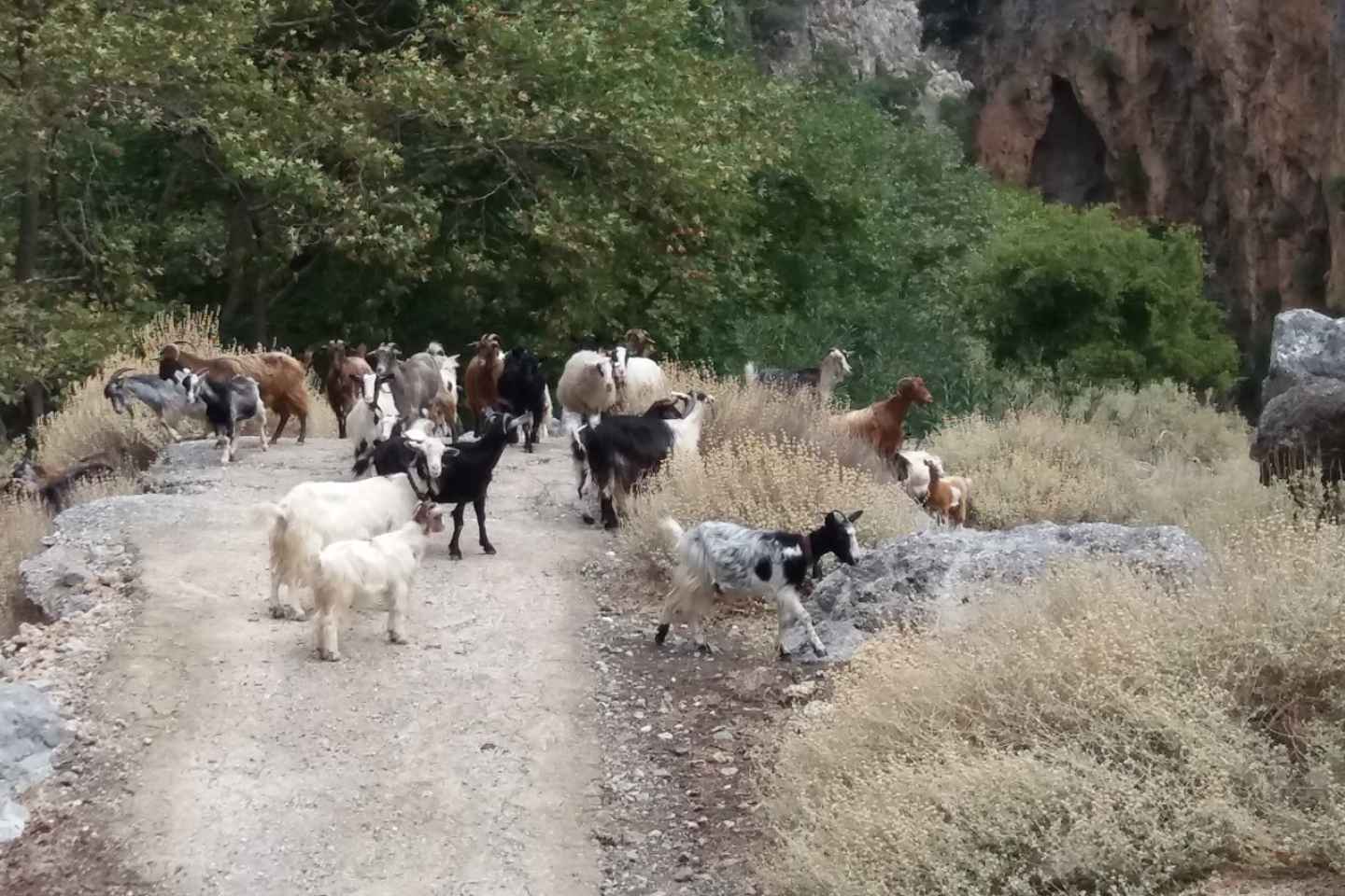 Chania: Milia Mountain Tour w/Lunch Olive Oil/Wine Tastings