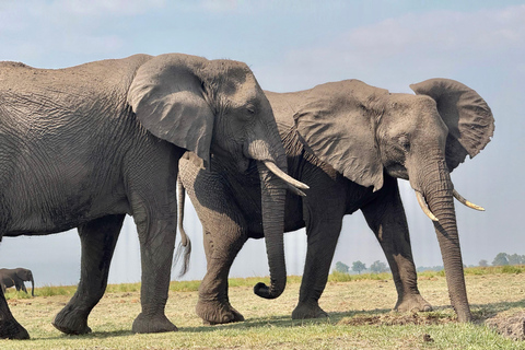 From Livingstone: Chobe Half-Day Game Drive Safari
