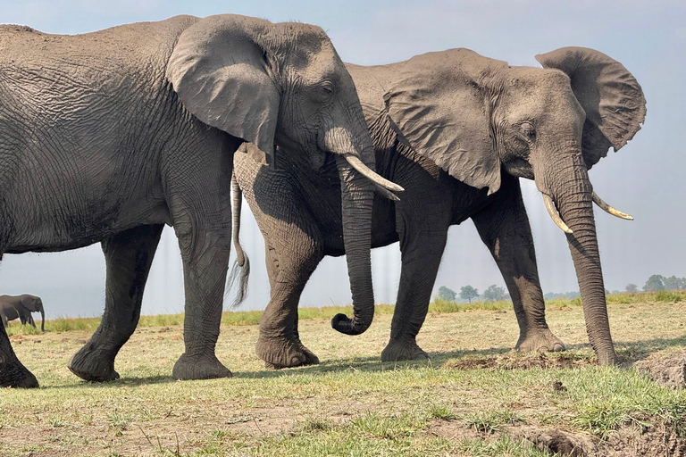 From Livingstone: Chobe Half-Day Game Drive Safari