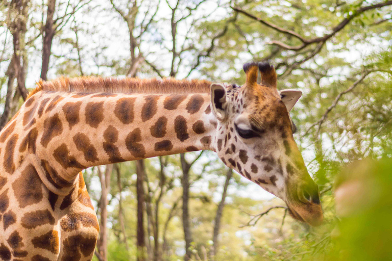 Mellanlandning på Nairobi Airport Giraffcenter &amp; Elefantbarnhem