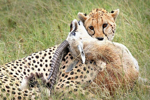 Desde Mombasa:safari de 5 días por Tsavo Este, Oeste y Saltlick Lodge