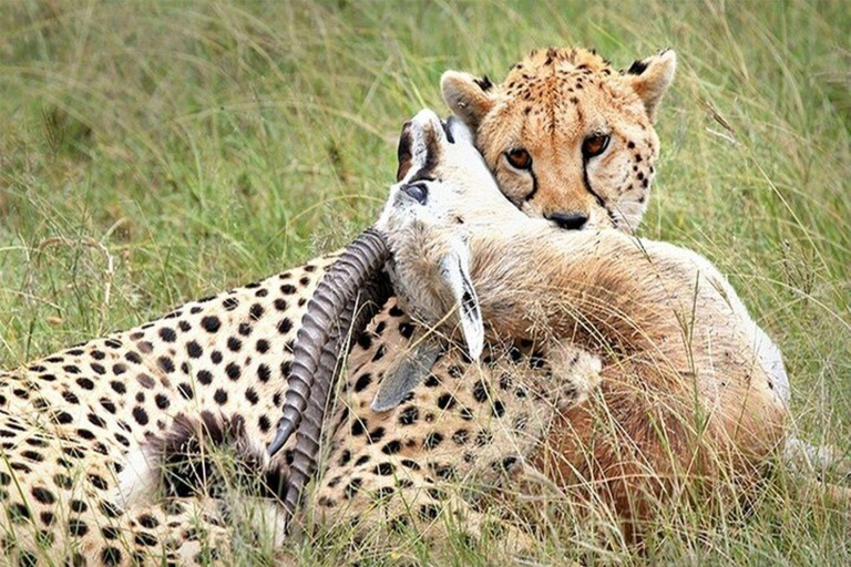 Desde Mombasa:safari de 5 días por Tsavo Este, Oeste y Saltlick Lodge