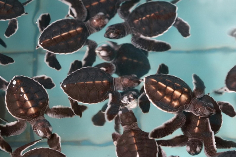 Khao Lak: expedición en balsa y centro de conservación de tortugas marinasTour grupal compartido