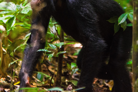 Kibale: 3 dias de seguimento de chimpanzés de luxo com pick ups personalizados