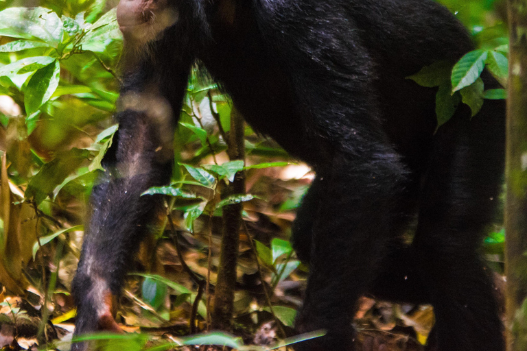 Kibale: 3 Días de Rastreo de Chimpancés de Lujo con Recogidas Personalizadas