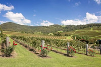 Hunter Valley, Wine Tour with 3 Tastings and Garden Lunch - Housity