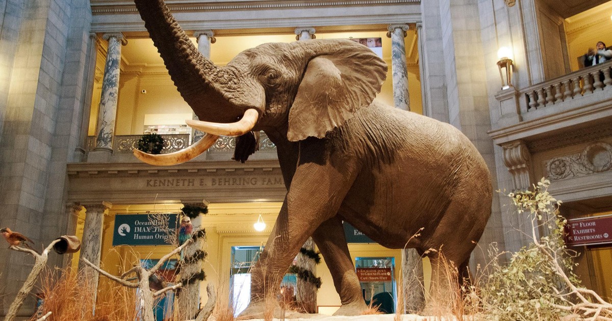 National Museum of Natural History: Führung | GetYourGuide