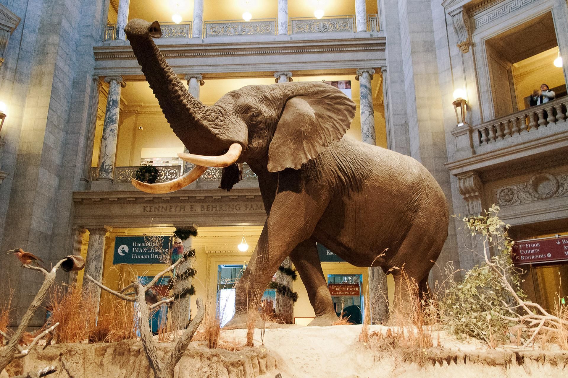 Halbprivate Tour durch das Smithsonian Natural History Museum für 8 Personen