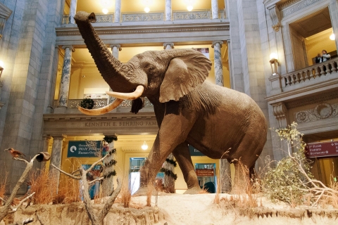 Nationaal Museum van Natuurlijke Historie Tour met gidsNationaal museum voor natuurgeschiedenis Privérondleiding in het Engels
