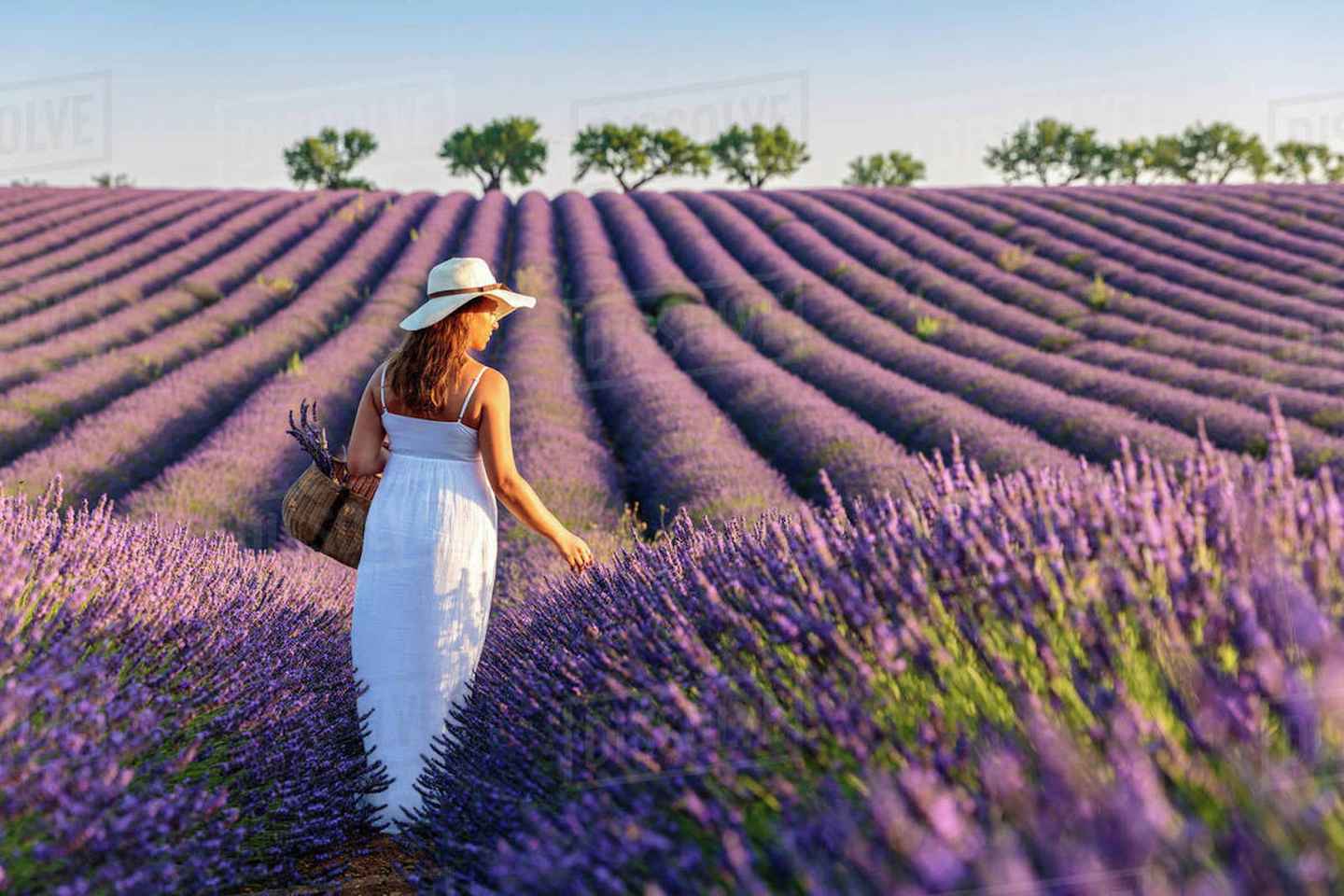 From Nice: Full-Day Provence and Lavender Tour - Shared Full-Day Tour in English, French or Spanish