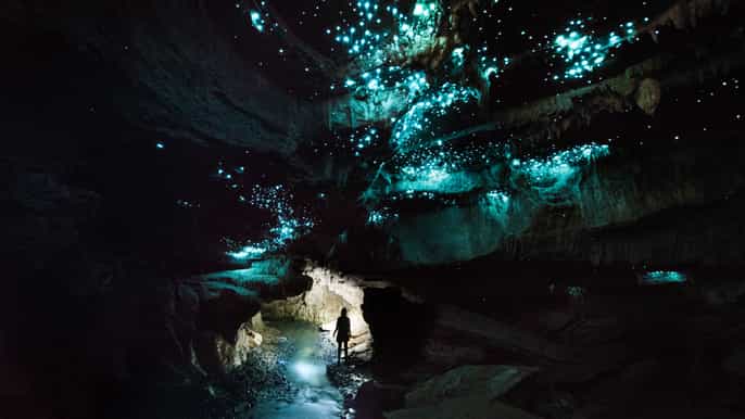 waitomo glowworm cave 3hour guided ecotour
