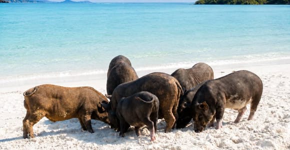 Koh Samui: Pig Island Speedboat Tour With Snack