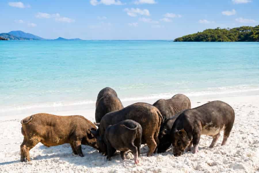Koh Samui: Schnellboot-Tour zur Pig Island mit Snack. Foto: GetYourGuide