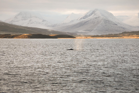 Whale Watching from Akureyri - Small Group Tour (Hjalteyri)