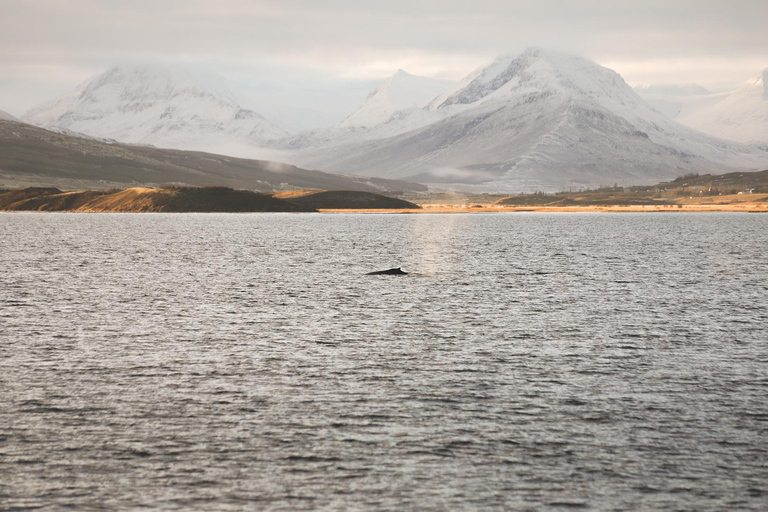 Whale Watching from Akureyri - Small Group Tour (Hjalteyri)