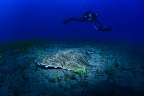 Tenerife: Diving w/ Underwater Scooter (DPV)