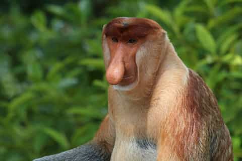 klias wildlife and proboscis monkey river cruise