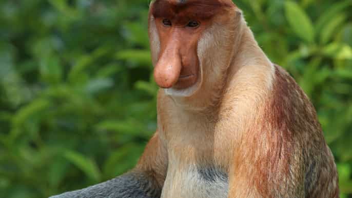klias wildlife and proboscis monkey river cruise