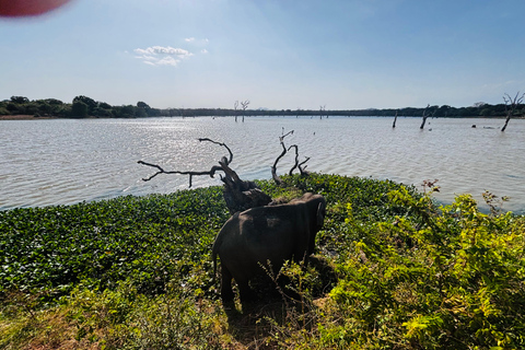 Sigiriya, Dambulla, 2 day tour with Minneriya safari